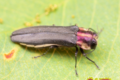 Agrilus vittaticollis