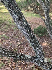 Salix caroliniana image