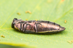 Agrilus vittaticollis