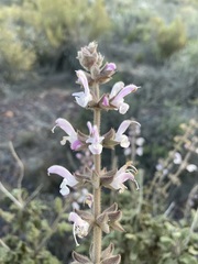Salvia disermas