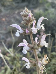 Salvia disermas