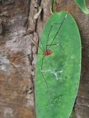 Pseudogagrella splendens