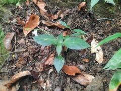 Codonacanthus pauciflorus