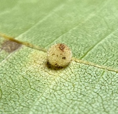 Caryomyia hirtidolium