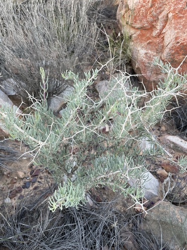 Othonna spinescens