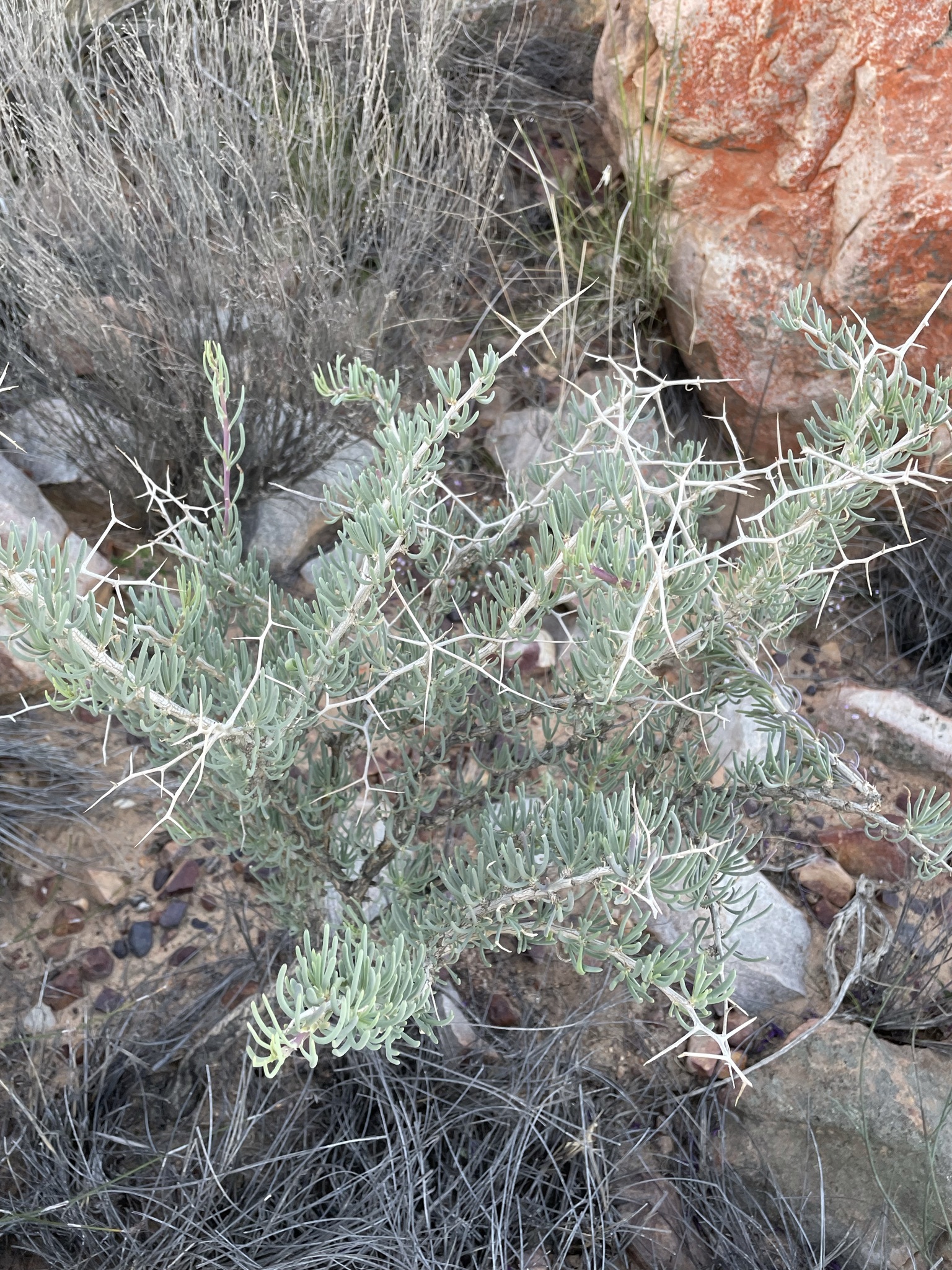 Othonna spinescens