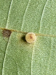Caryomyia hirtidolium
