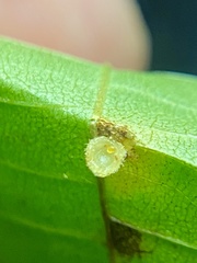 Caryomyia hirtidolium