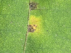 Caryomyia hirtidolium