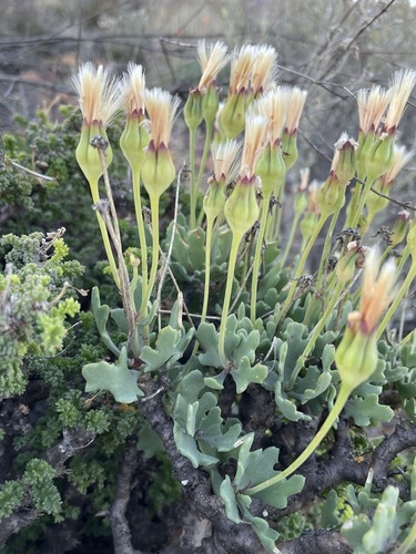 Image of Bonsai Babooncabbage (Othonna pumilio) by (c) Matt Berger, some rights reserved (CC BY)