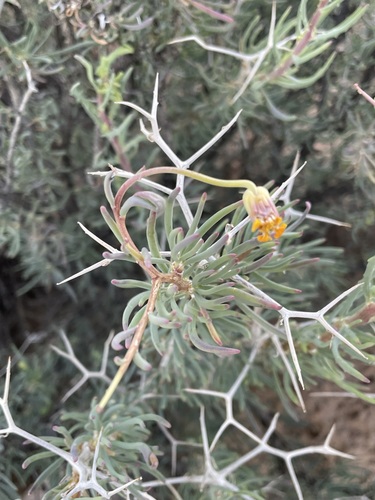 Othonna spinescens