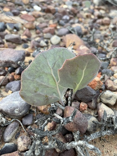 Image of Othonna hederifolia by (c) Matt Berger, some rights reserved (CC BY)