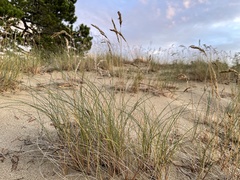 Poa macrantha