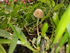 Panaeolus cyanescens