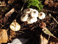 Lepiota felina