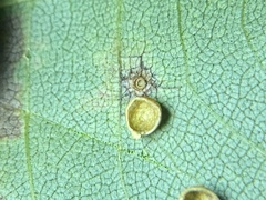 Caryomyia leviglobus