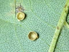 Caryomyia leviglobus