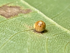 Caryomyia leviglobus