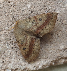 Anthela repleta