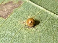 Caryomyia leviglobus