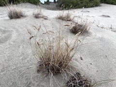 Poa macrantha