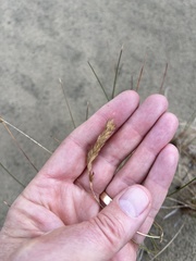 Poa macrantha
