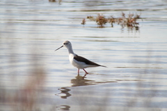 Himantopus himantopus