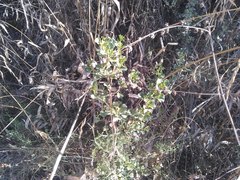 Baccharis flabellata