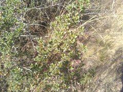 Baccharis flabellata