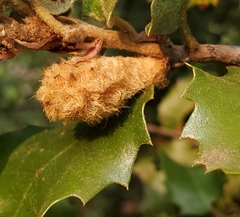 Heteroecus melanoderma