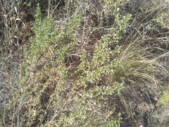 Baccharis flabellata