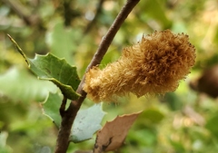 Heteroecus melanoderma