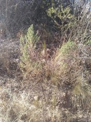 Baccharis flabellata