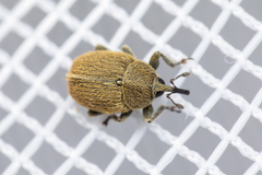 Rhinusa neta