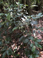 Cryptocarya chinensis