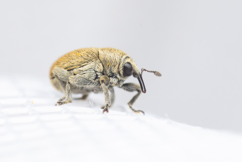 Woven Weevil