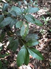 Cryptocarya chinensis