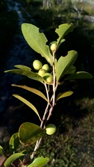 Ludia