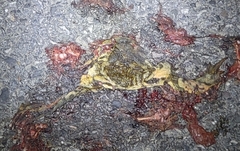 Bufo sachalinensis