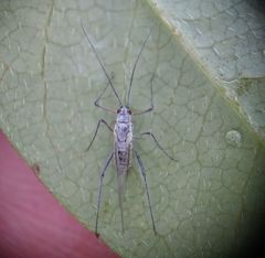 Calaphidina