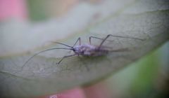 Calaphidina