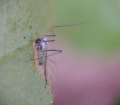 Calaphidina