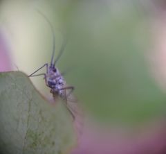 Calaphidina