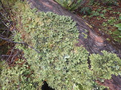 Pseudocyphellaria physciospora