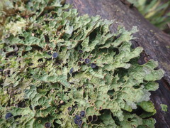 Pseudocyphellaria physciospora