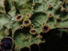 Pseudocyphellaria physciospora