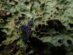 Pseudocyphellaria physciospora