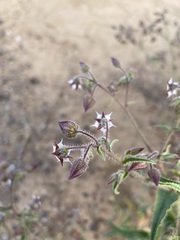 Trichodesma africanum