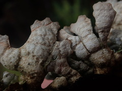 Pseudocyphellaria physciospora