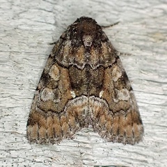 Chytonix sensilis